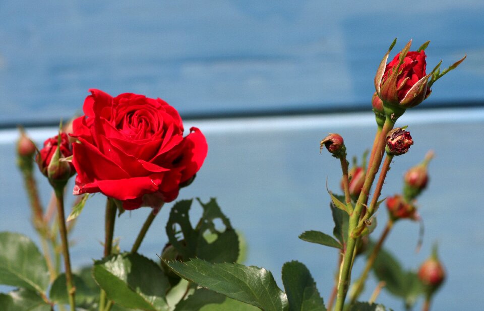 Rosebush petals garden