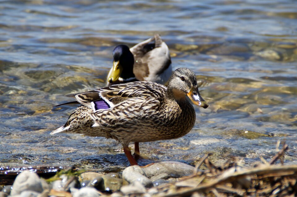 Duck bird water bird aquatic animal