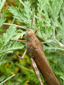 Detail orthopteron insect