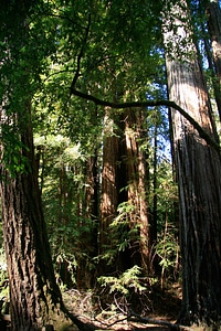 California path natural