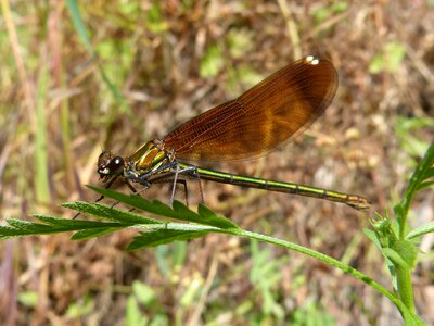 Detail beauty black dragonfly