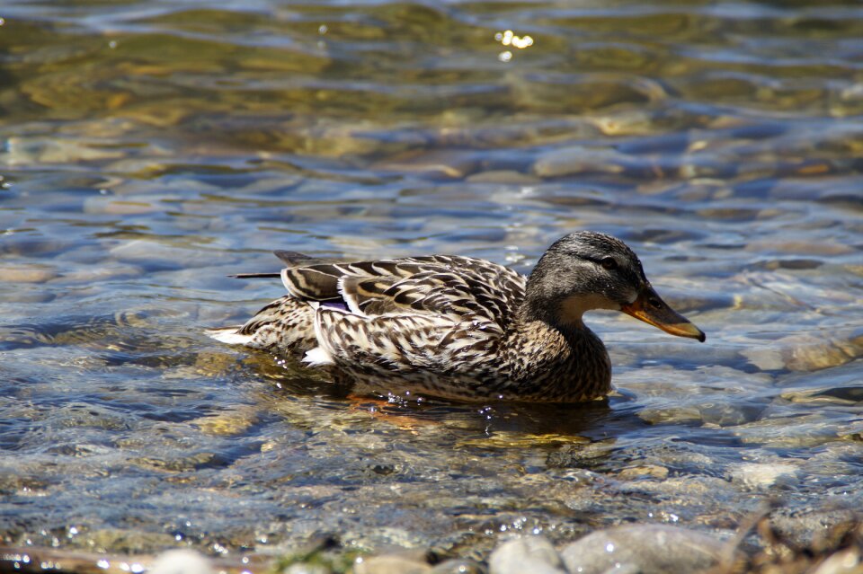 Duck bird water bird aquatic animal