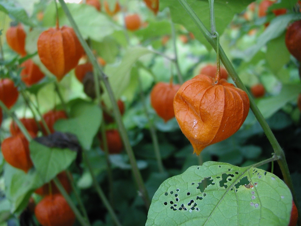 Orange plant chinese