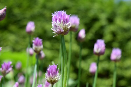 Close up purple chive flowers
