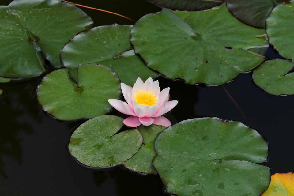 Water-lily waterlily plant