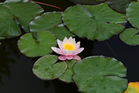Water-lily waterlily plant