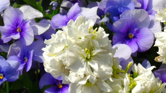 Sumire purple green