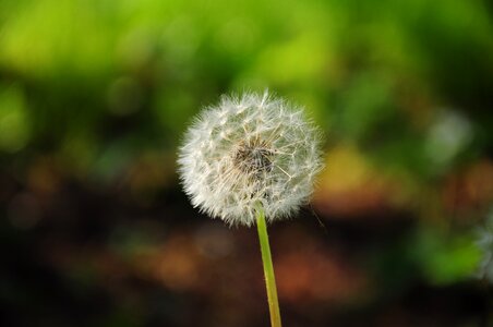 Plant dandelion field dandelions