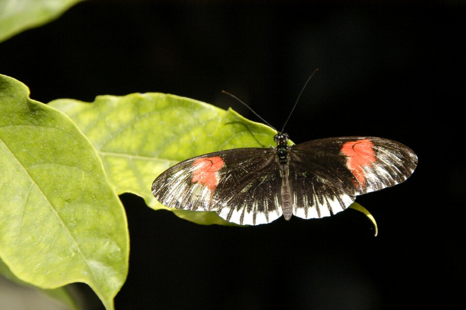 Wing colorful animal