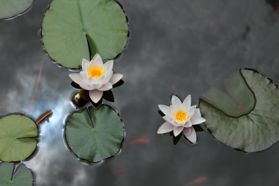 Water-lily waterlily water lily