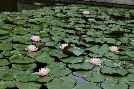 Water-lily waterlily plant
