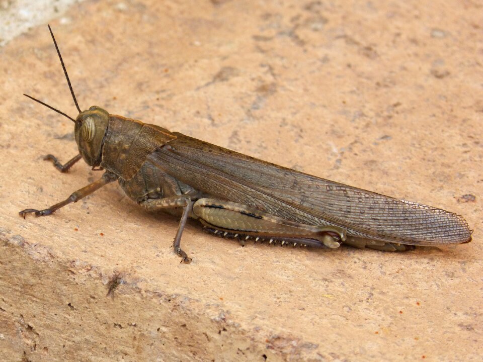 Detail orthopteron insect