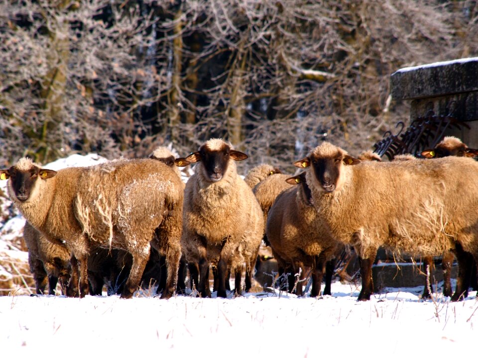Herd animal animals wool