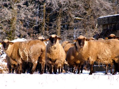 Herd animal animals wool photo