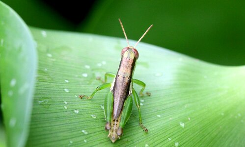 Leaf grasshopper macro photo
