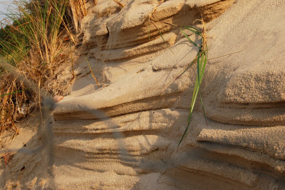 Dune grass baltic sea