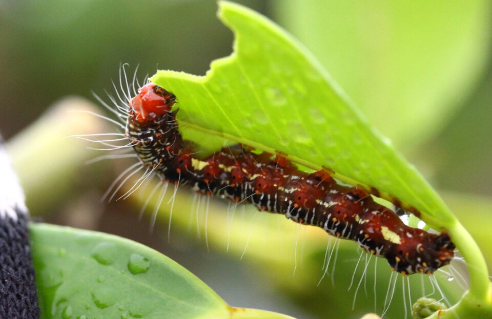 Leaf grasshopper macro