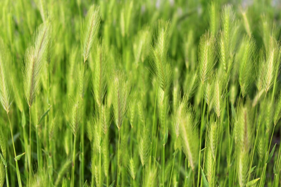 Green field nature background