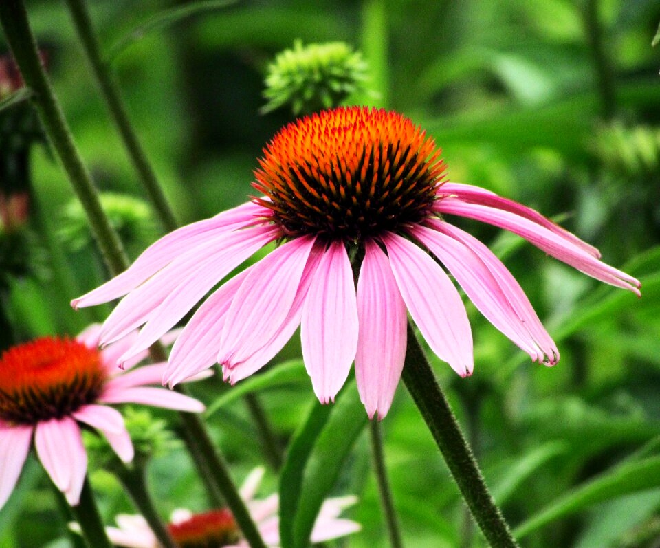 English garden nature