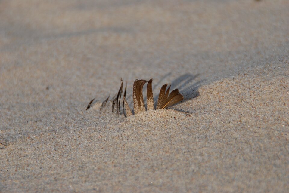 Feather baltic sea tracks in the sand