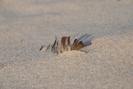 Feather baltic sea tracks in the sand