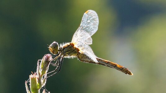Dragonfly on flower