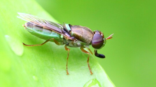 Leaf grasshopper macro photo