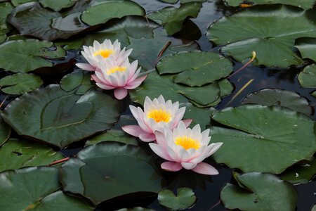 Water-lily waterlily water lily