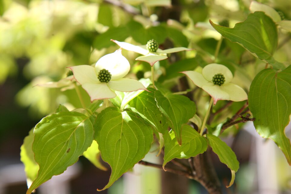 White flower white flowers spring