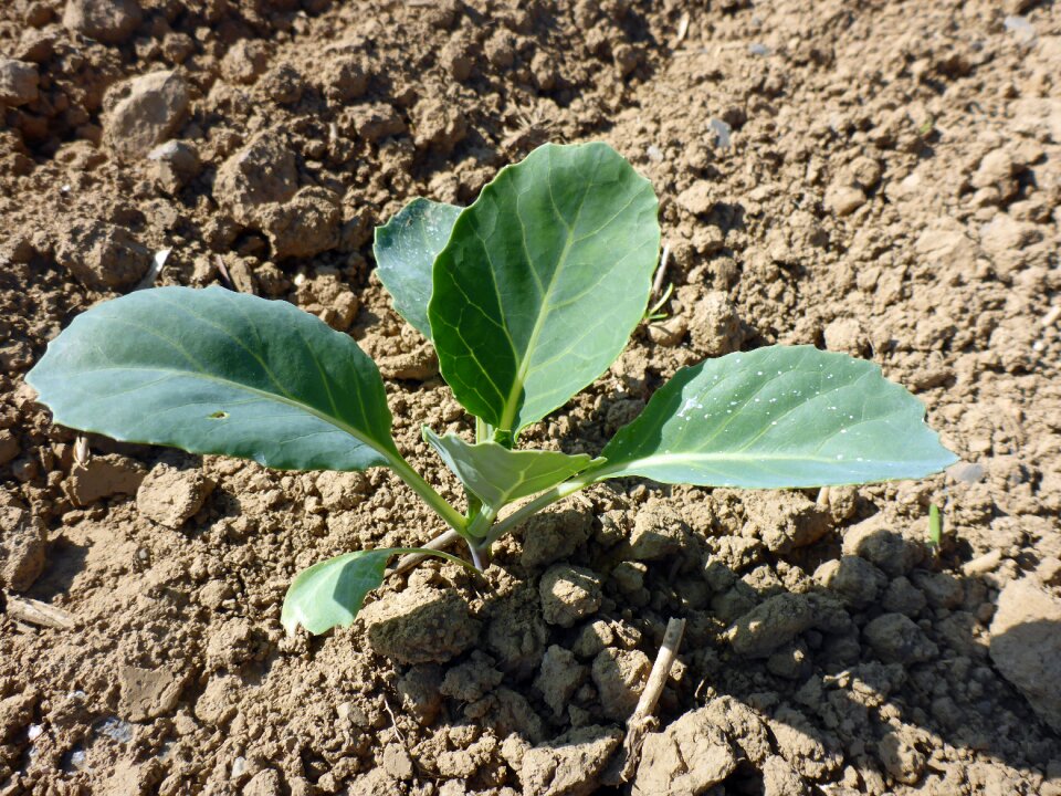 Plug vegetables cultivation