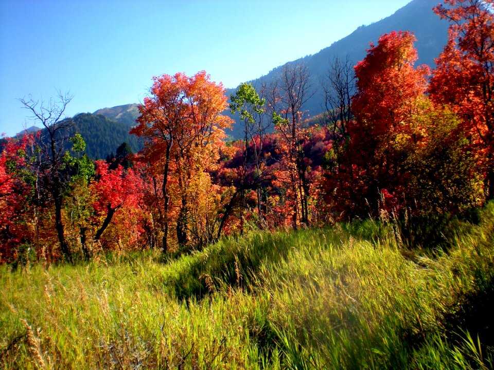 Autumn fall nature