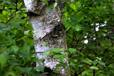 Nature leaf bark photo