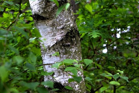 Nature leaf bark