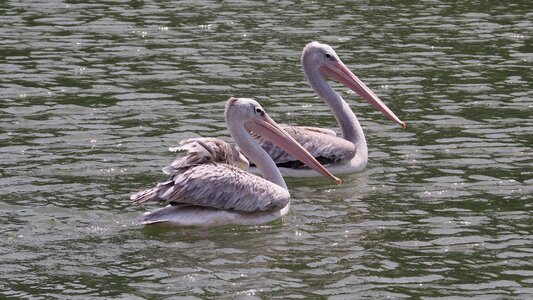 Island nature animal