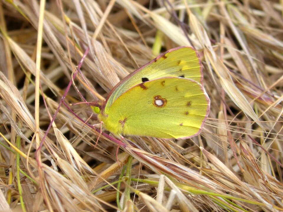 Colias croceus butterfly safranera de l'alfals