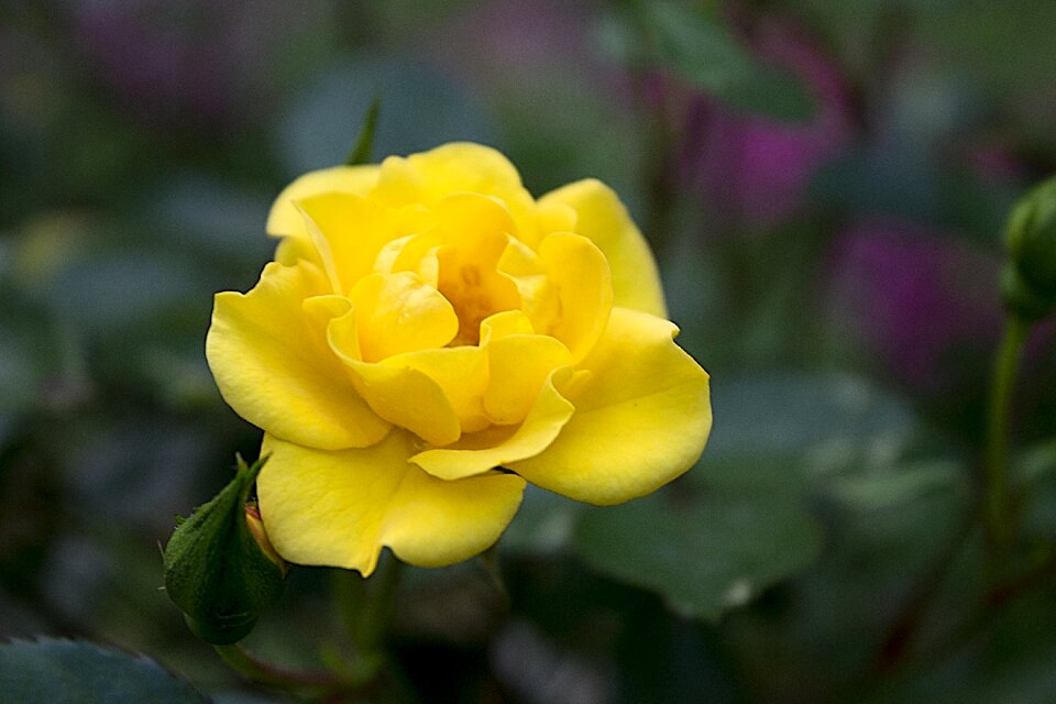 Petal bloom blossom