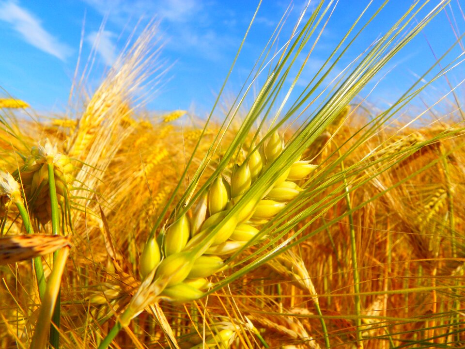 Summer landscape agriculture