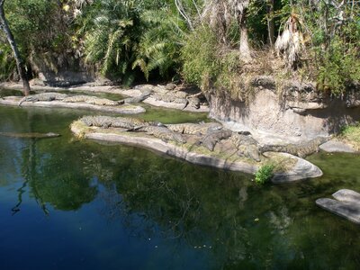 Nature wildlife water