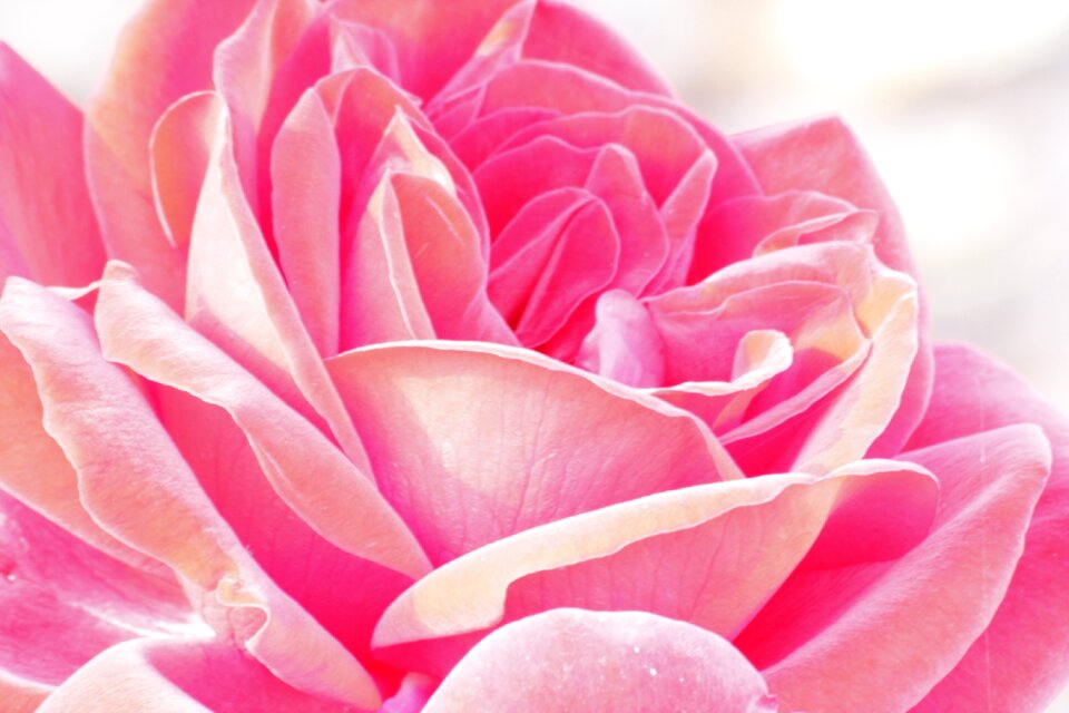 Bloom pink garden