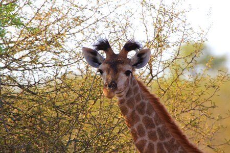 Nature wild wildlife