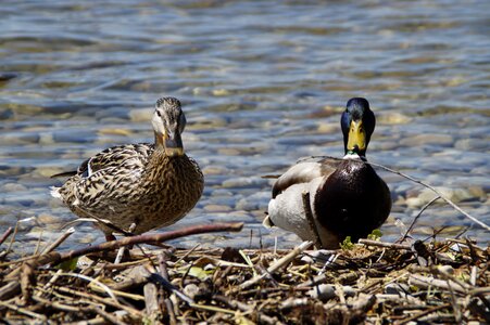 Duck bird water bird pair