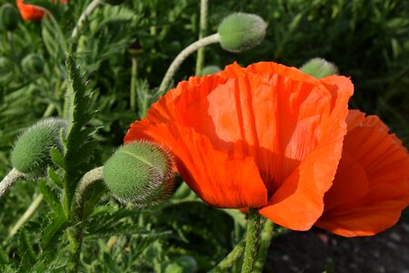 Bloom field of poppies bud photo