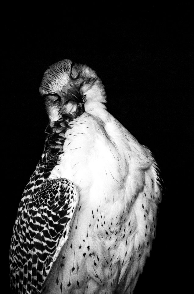 Clean care black and white image