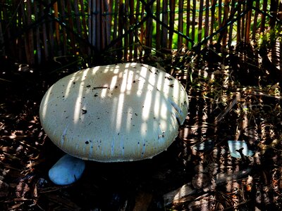 Forest mushroom fungal species lamellar