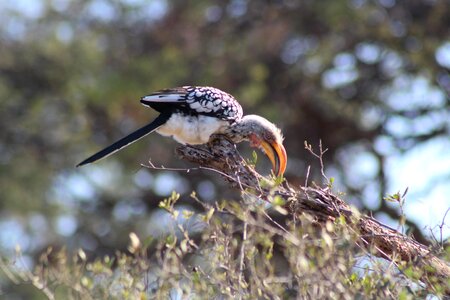 Animal birds nature photo