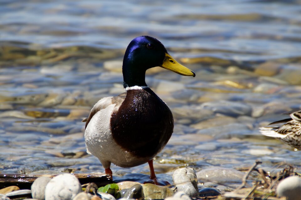 Duck bird water bird aquatic animal