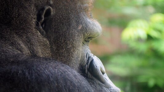 Ape monkey portrait photo