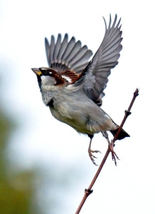 Sparrow bird wing photo