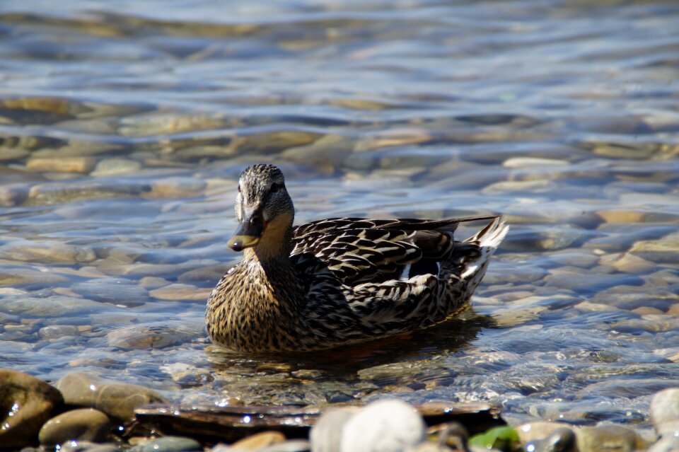 Duck bird water bird aquatic animal