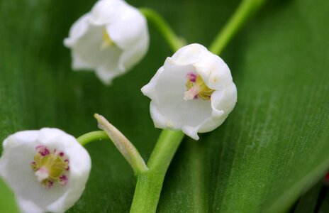 Blossom bloom fragrance